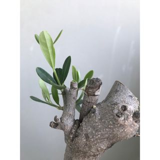 オリーブ古木